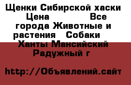 Щенки Сибирской хаски › Цена ­ 18 000 - Все города Животные и растения » Собаки   . Ханты-Мансийский,Радужный г.
